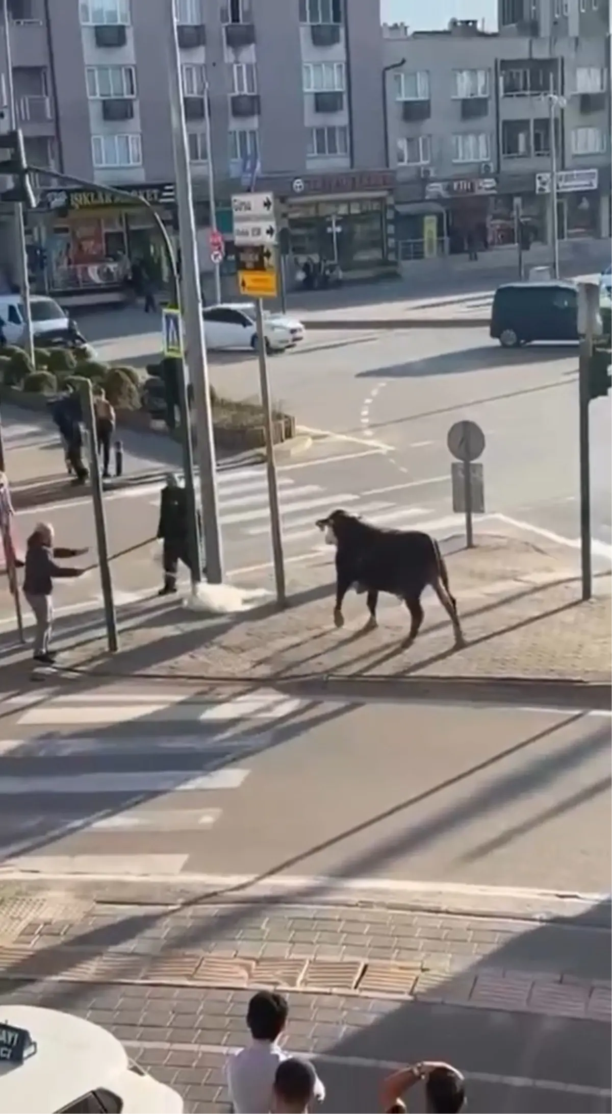 Bursa'da çiftlikten kaçan boğa sürücülere zor anlar yaşattı