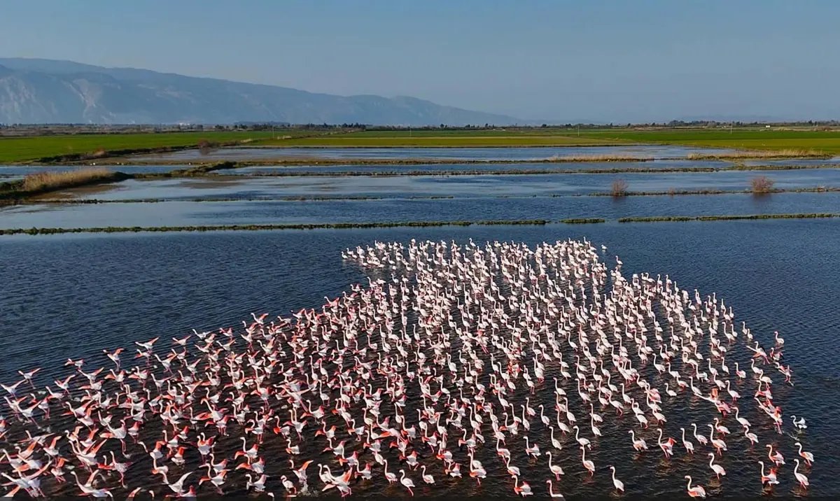 Söke'de su altında kalan tarım arazilerinde beslenen flamingolar havadan görüntülendi