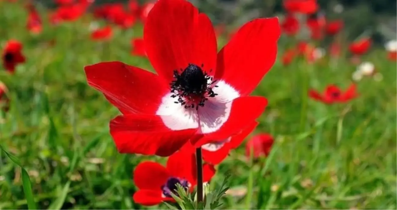 Cemre düştü mü? Üçüncü cemre ne zaman düşecek? Son cemre toprağa düştü mü, ne zaman düşecek?