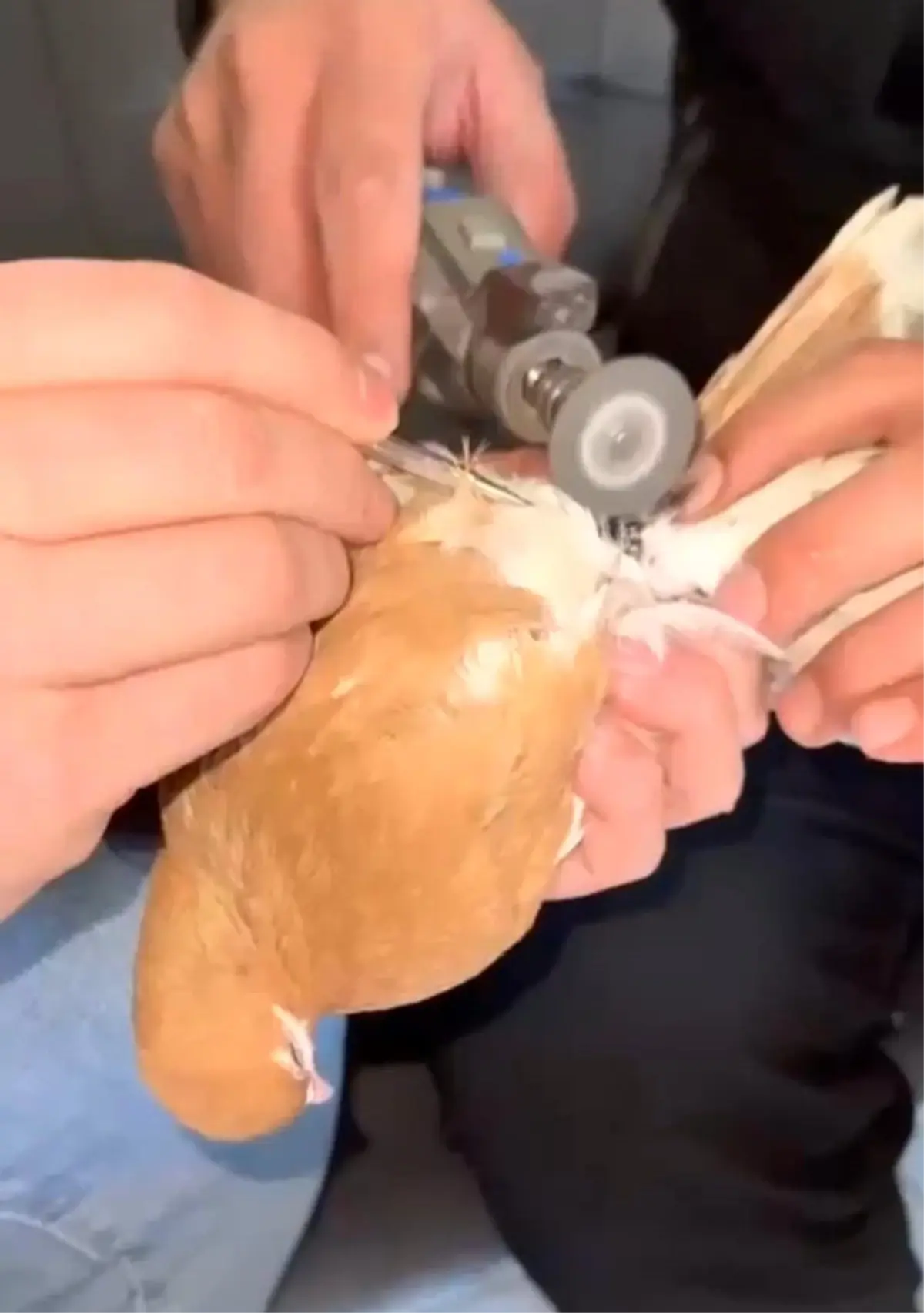 Güvercinin ayağına dolanan demir bilezik itfaiye ekibince çıkartıldı