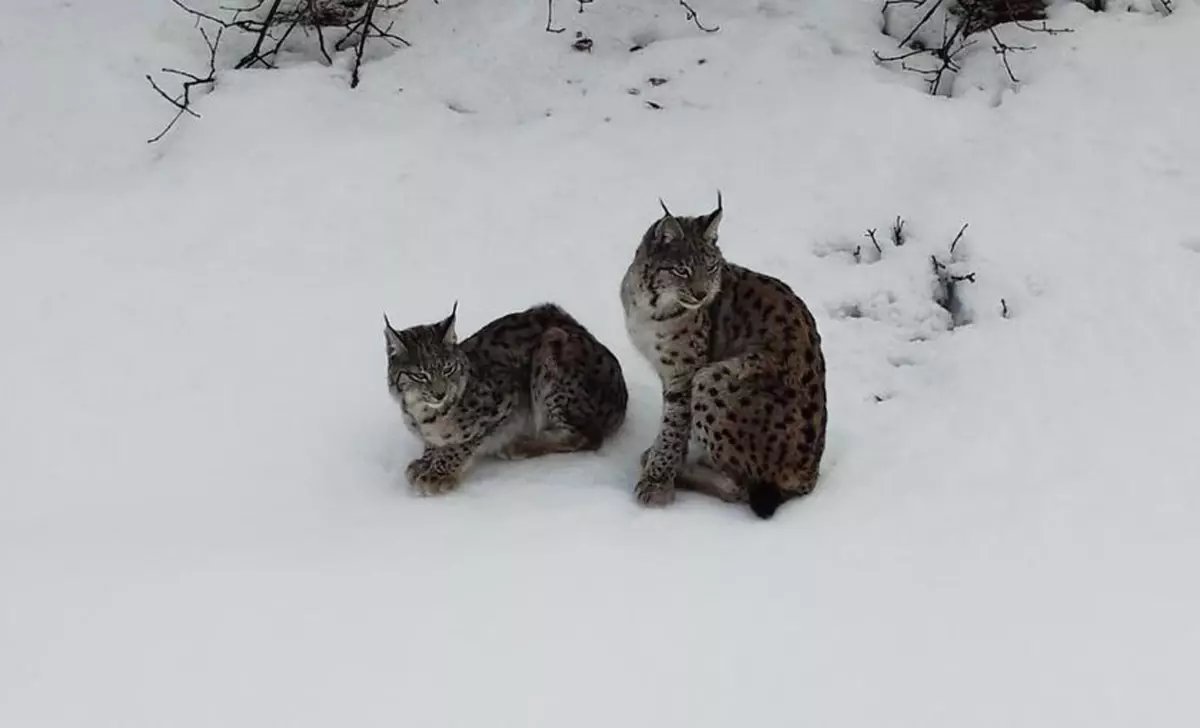 Vaşak ailesi dron ile görüntülendi