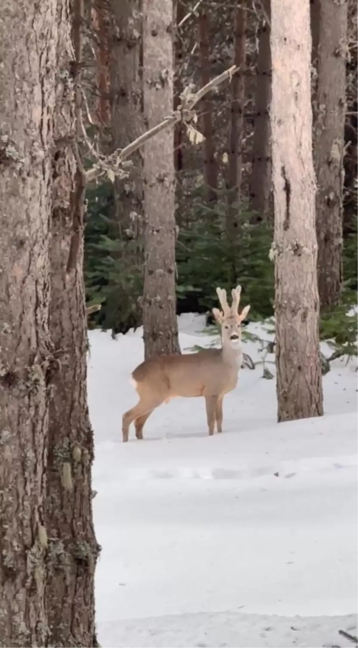 Karla kaplı ormanda karaca görüntülendi