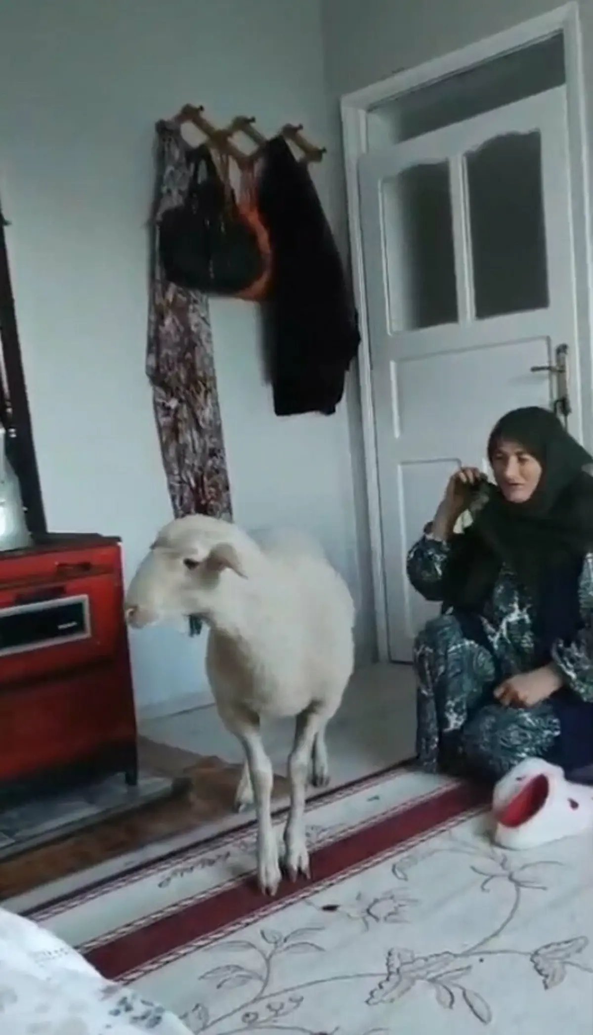 Kaçan koyun, bulunup sahibine teslim edildi