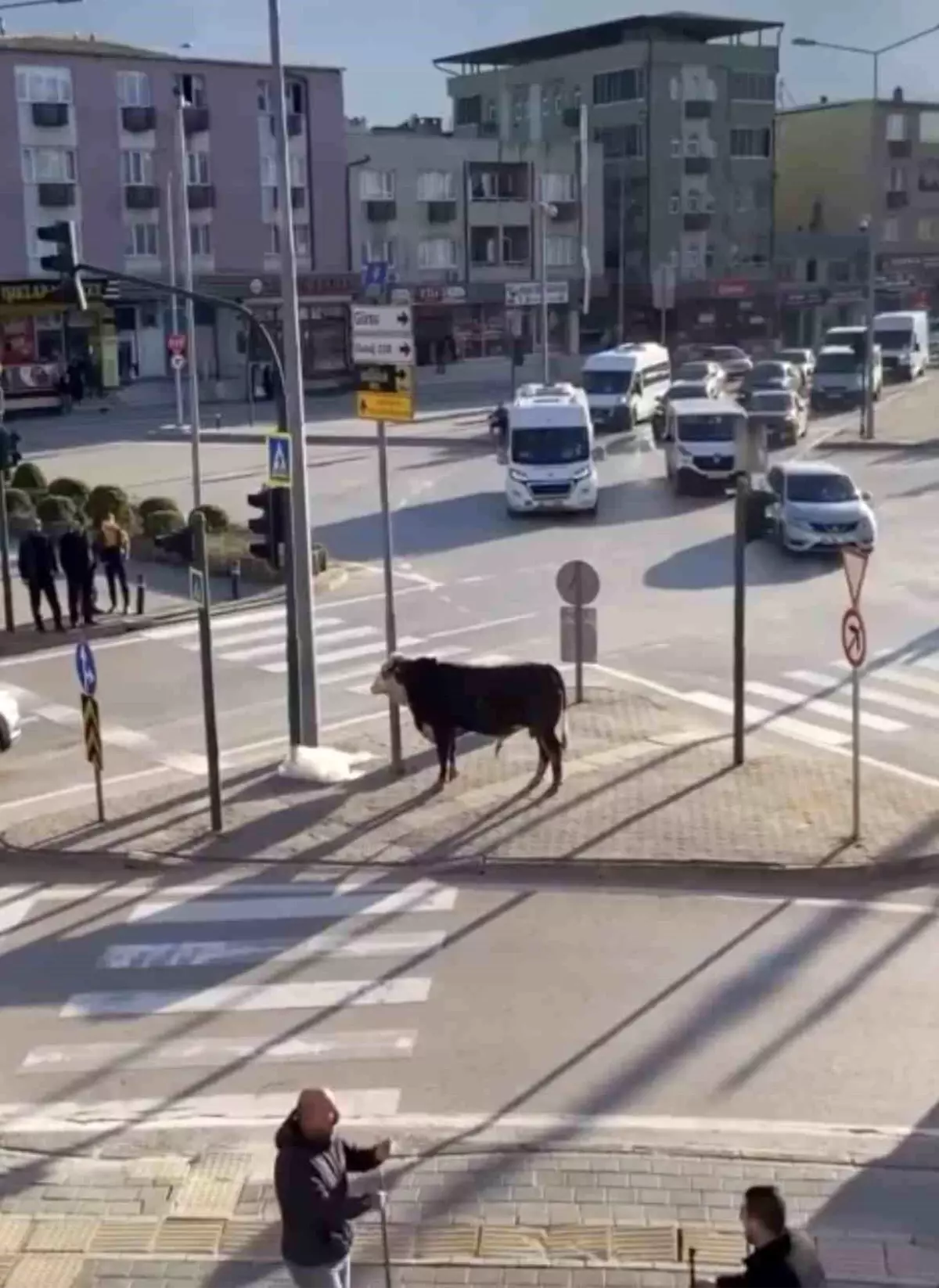 Bursa'da kaçan boğa trafiği karıştırdı, Ankara yolunda metrelerce koştu