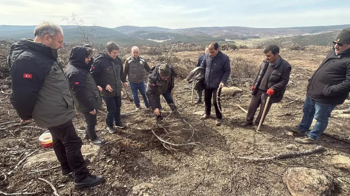 Yangında 10 şehidin verildiği ormanda ağaçlandırma çalışması başlatıldı