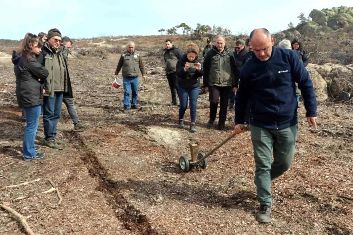 Eskişehir'de yangın sonrası ağaçlandırma çalışmaları başladı