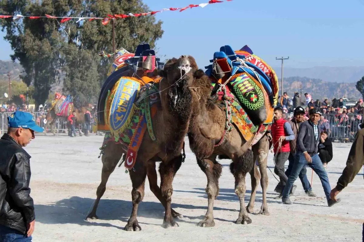 Deve güreşlerinde, "Bu sene mangal yakılmayacak, basın mensupları dışarıya çıkarılacak"