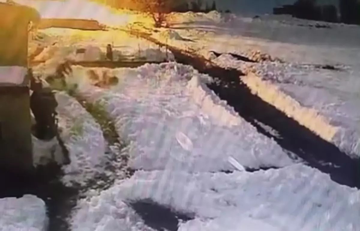 Köpeklere Saldıran Kurtları Kürekle Kovaladı