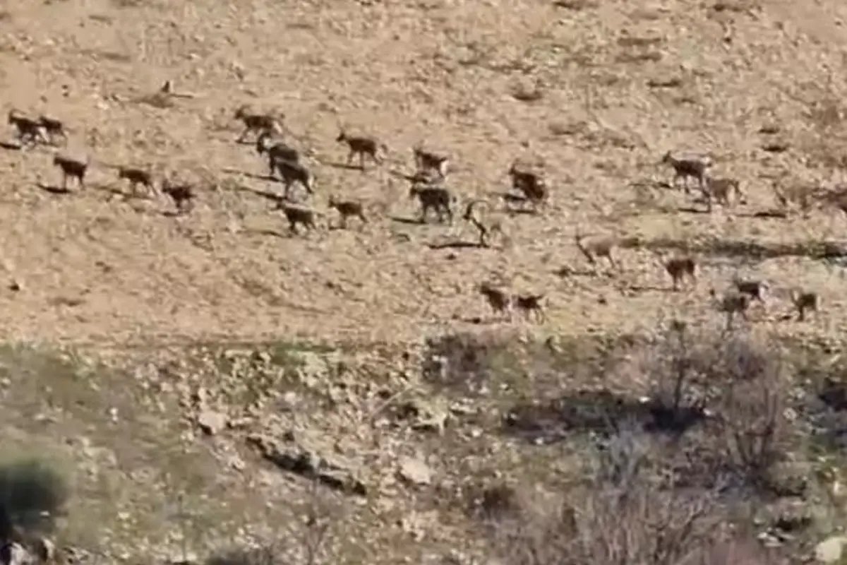 El sürmenin cezası 940 bin lira! Sürü halinde görüntülendiler