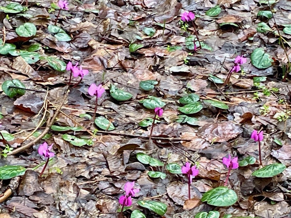 Bolu'da kış ve ilkbahar bir arada yaşanıyor