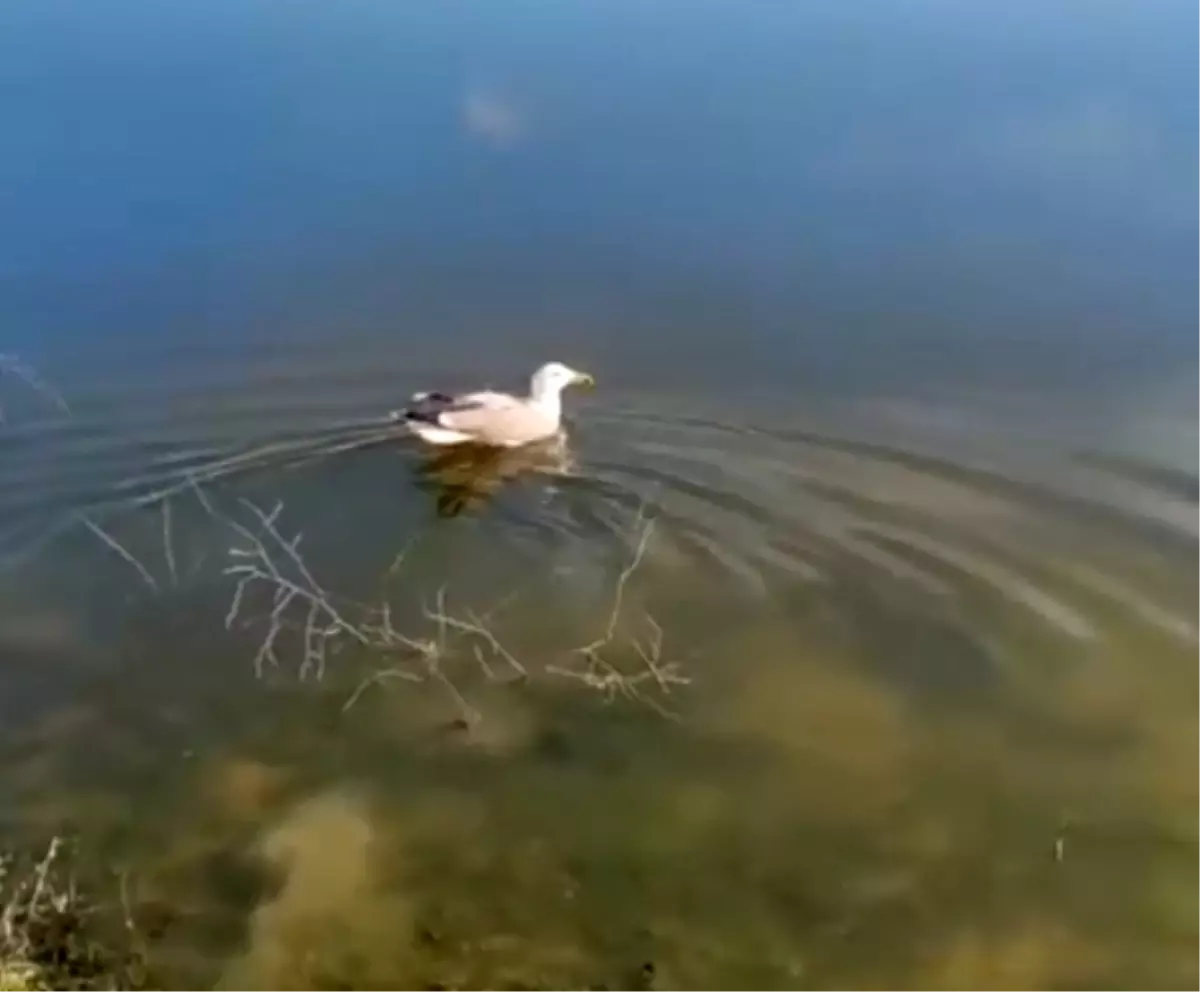 'Bulut' isimli yaralı martı, bakımının ardından doğaya bırakıldı