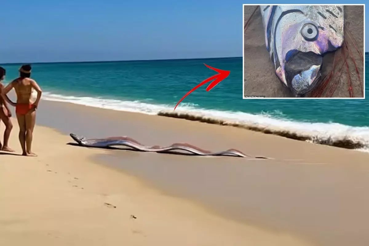 İki "kıyamet balığı" sahile vurdu