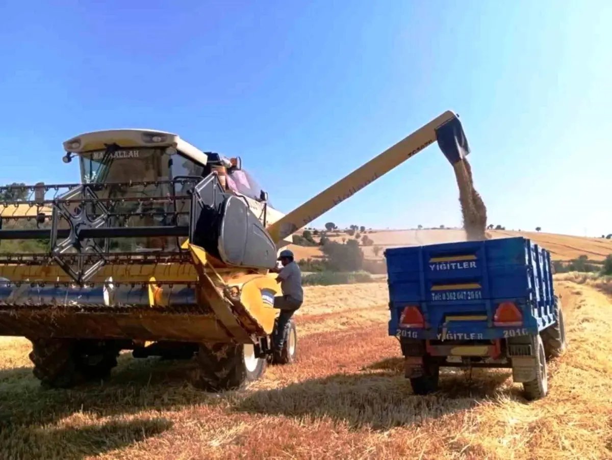 Türkiye'nin yem bitkisi ihtiyacını Samsun karşılıyor