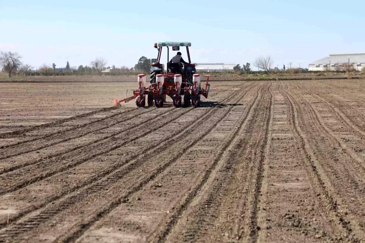 Çukurova'nın bereketli toprakları mısır ve ayçiçeği tohumları ile buluştu