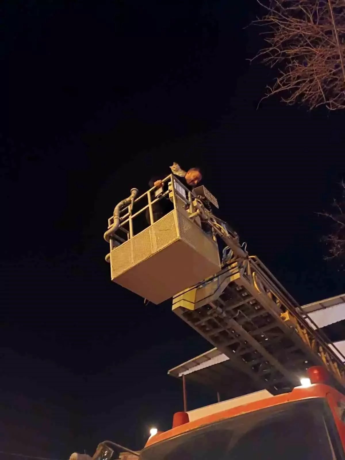 Siirt'te ağaçta mahsur kalan kedi itfaiye ekiplerince kurtarıldı