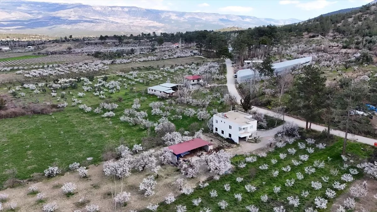 Mersin'de çiçek açan erik ağaçları havadan görüntülendi