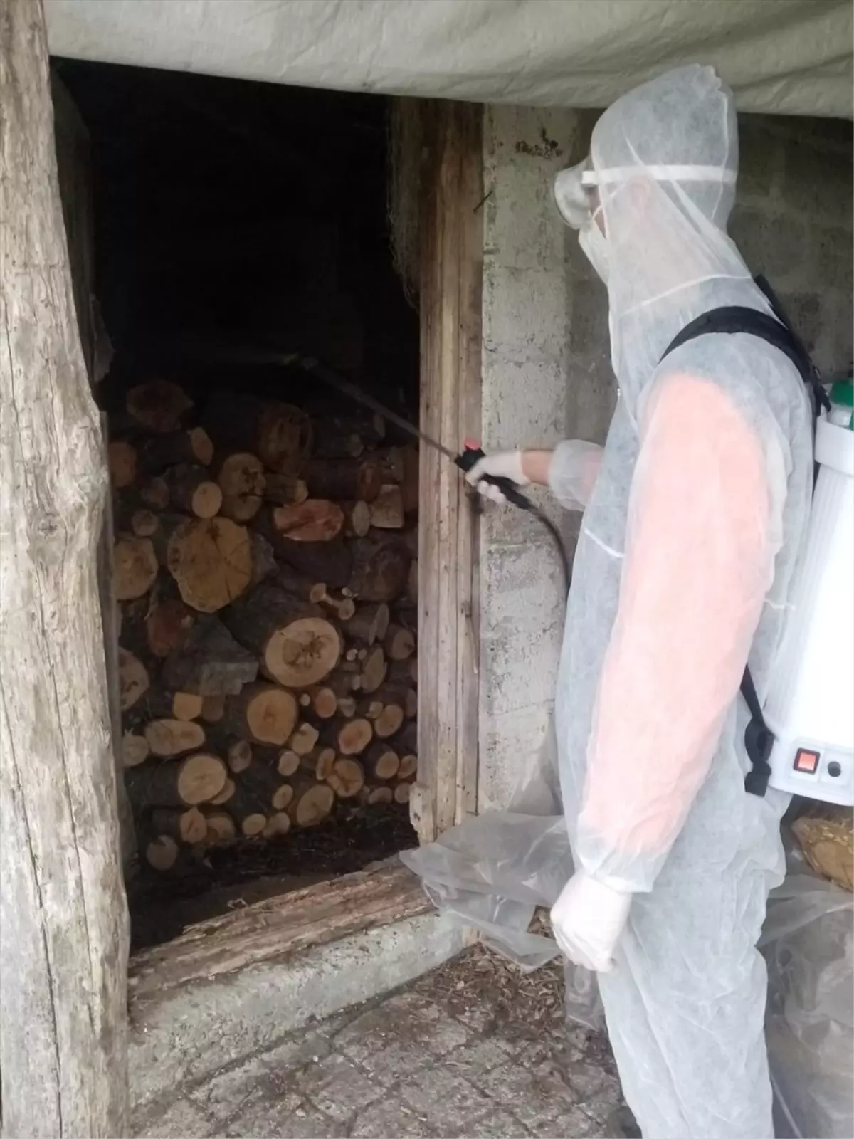 19 Mayıs'ta kahverengi kokarca ile mücadele çalışmaları devam ediyor