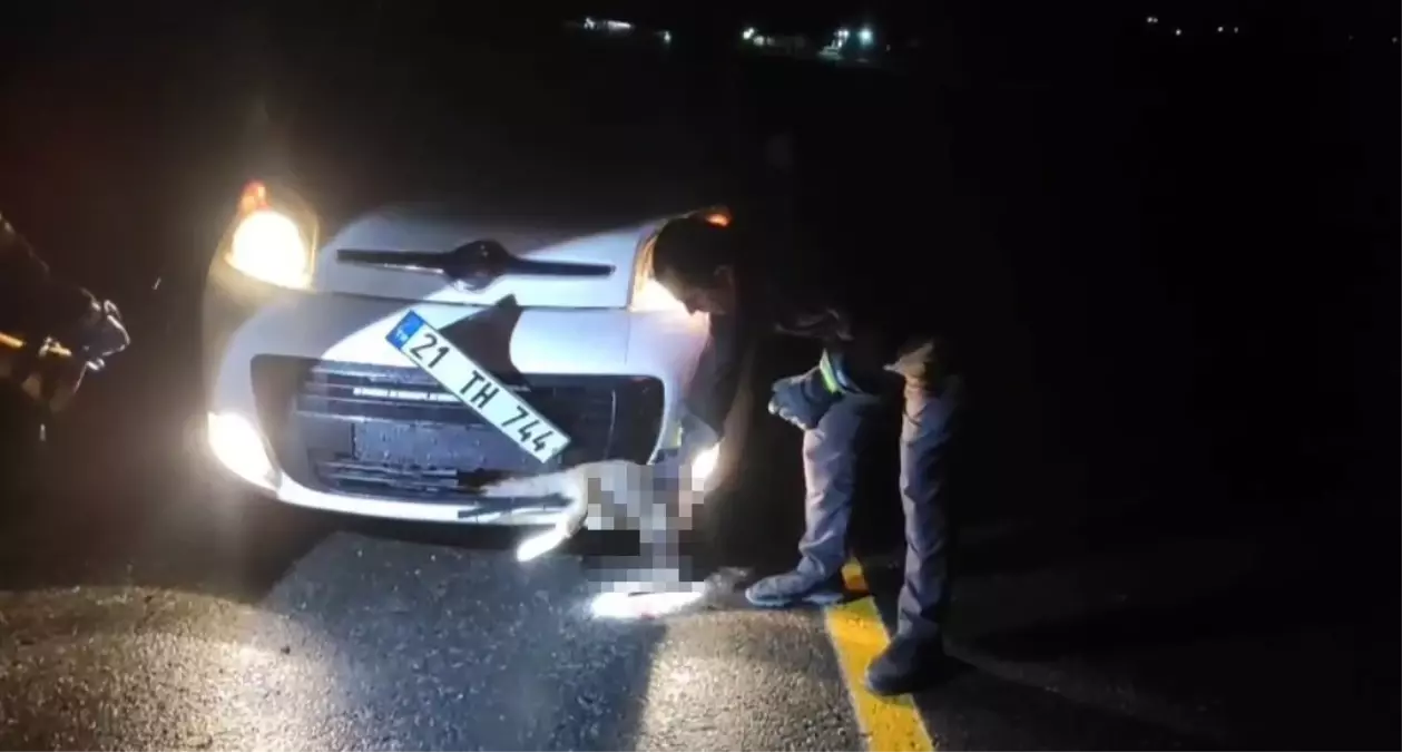 Tilki, kendisine çarpan aracın tamponuna sıkıştı