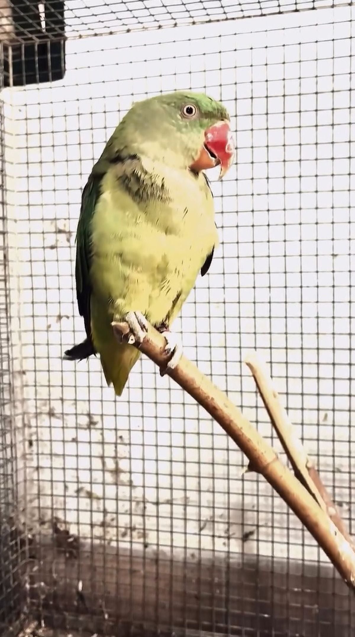 Bursa'da kaçak hayvan ticareti denetimi: 2 papağan ve 1 yılana el konuldu