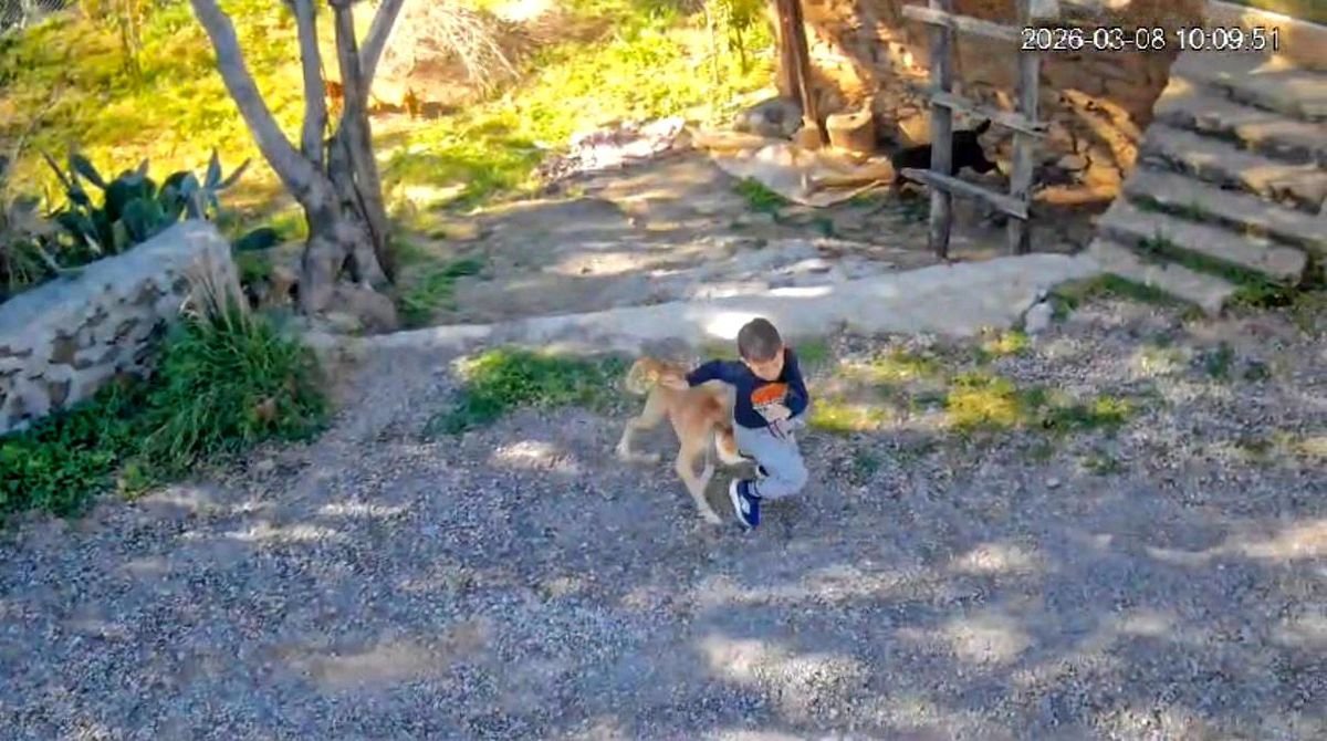 Antalya'da sahipsiz köpeğin saldırısına uğrayan 7 yaşındaki çocuk hastanelik oldu