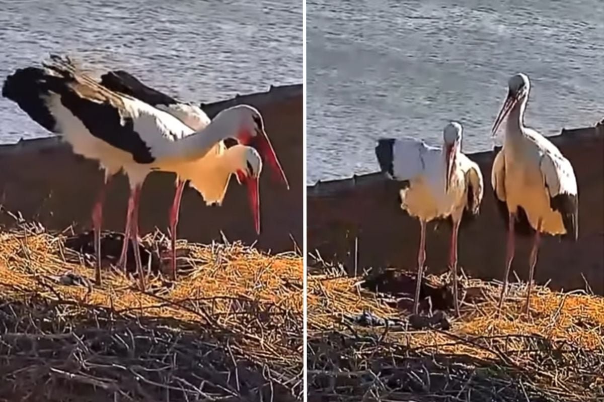 Yaren leyleğin eşi Nazlı da yuvasına döndü