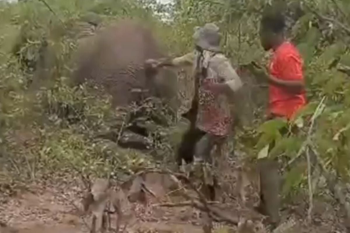 Yaralı filin kuyruğunu çekti, bedelini hayatıyla ödedi