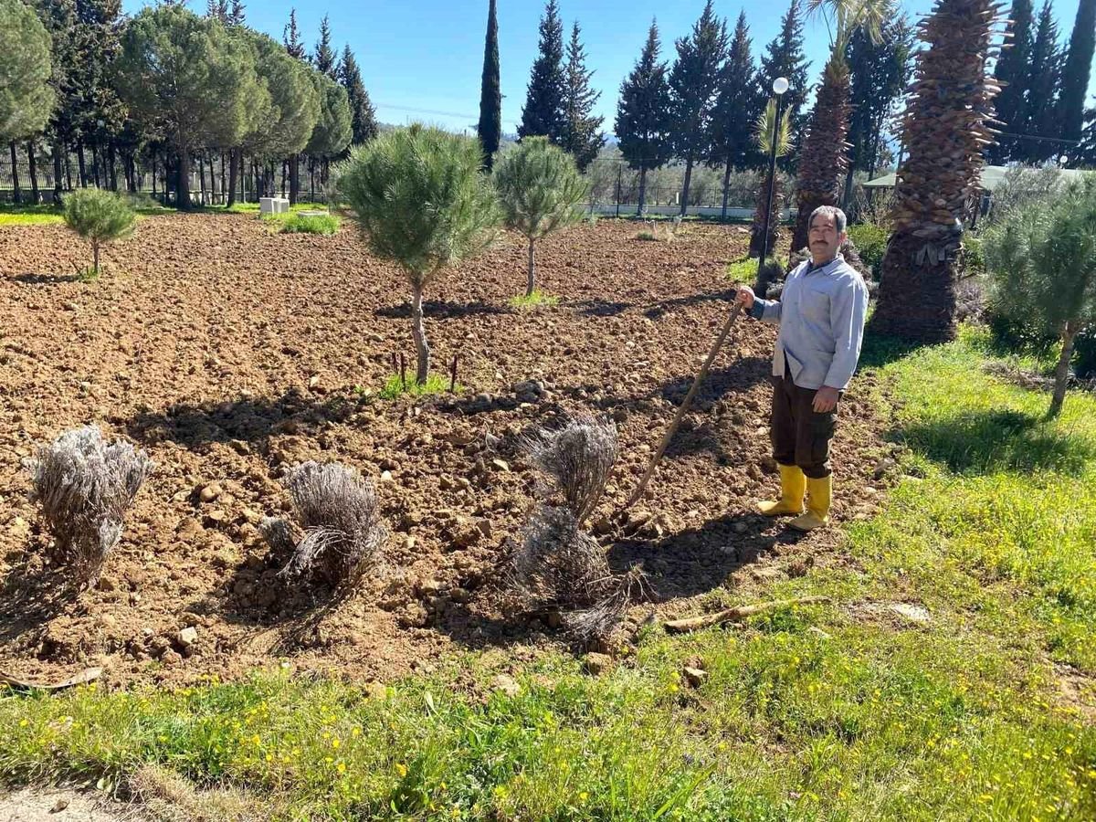 Edremit Meslek Yüksekokulu'nda lavanta bahçesi için dikim çalışmaları başladı