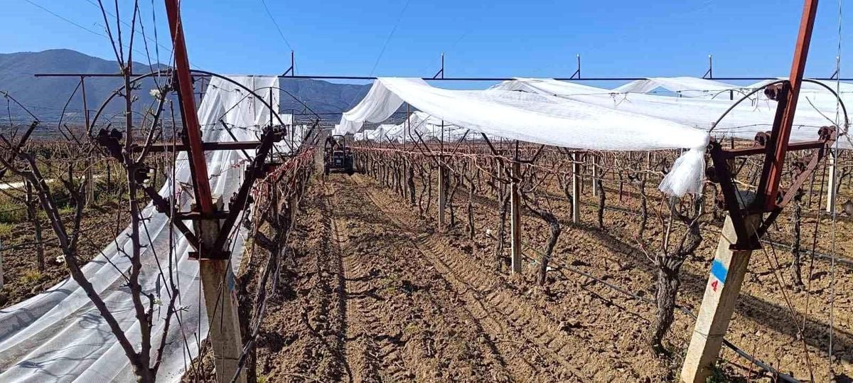 Sarıgöl'de üzüm bağları doluya karşı fileyle korunuyor