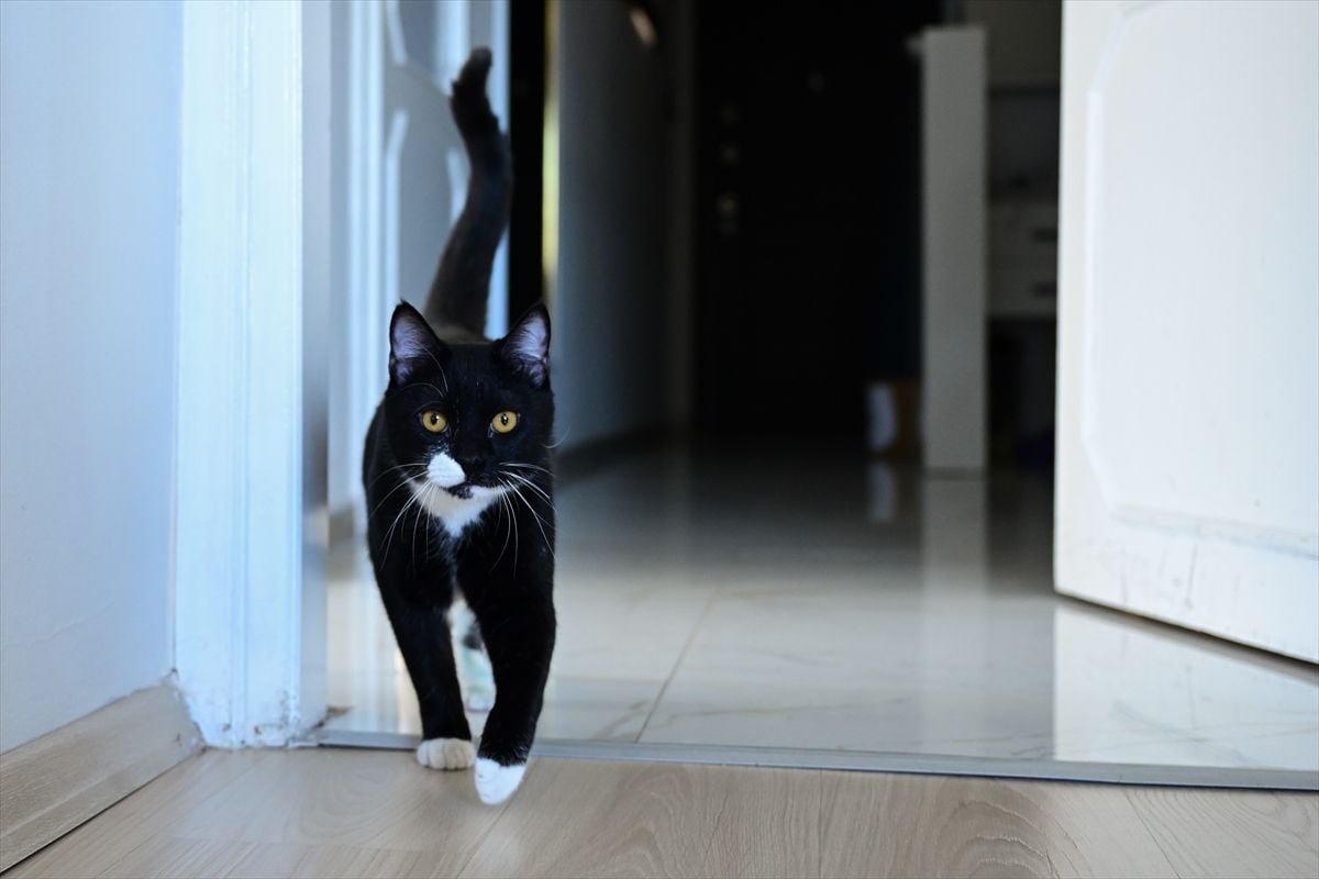 Araç çarptıktan sonra ölüme terk edilen "Tofi" platinle yürümeye başladı