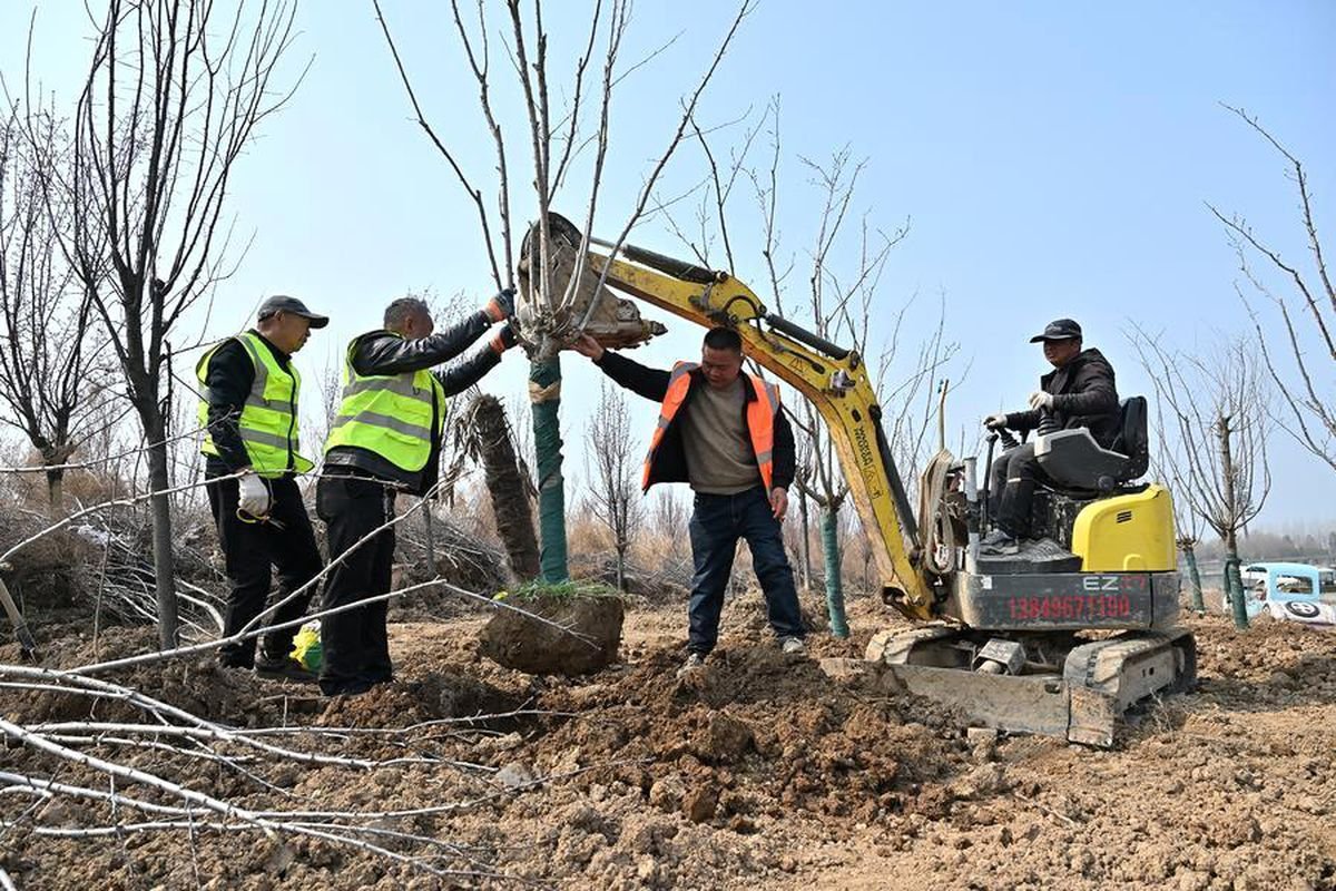 Çin'de Orman ve Çayır Alanlarının Oranı Yüzde 56'yı Aştı