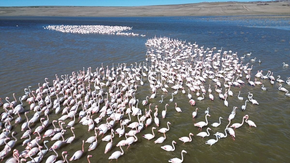 Jandarma flamingolar için Gelingüllü Barajı'nda mesaide