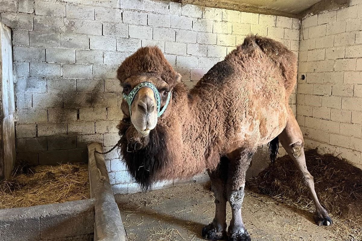 Şap hastalığı onları da etkiledi! Erkenden inzivaya çekildiler
