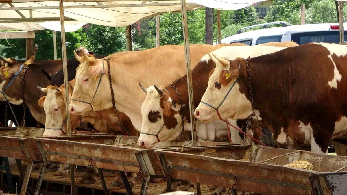 Buldan'da şap karantinası kaldırıldı