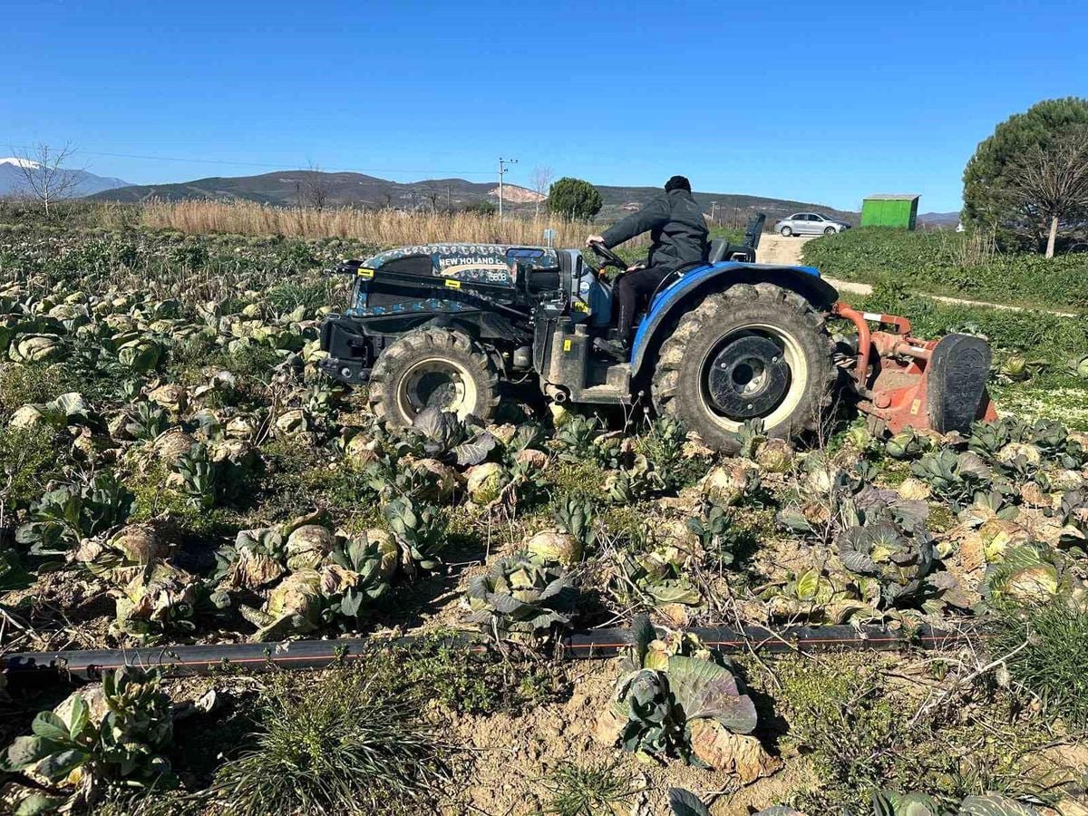 Pazarda 70 lira ama yüzbinlercesi tarlada çürüdü: Üreticiler Tarım Kredi'ye çağrı yaptı