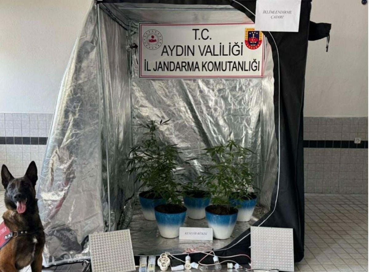 Evinde Hint keneviri yetiştiren şüpheliye gözaltı