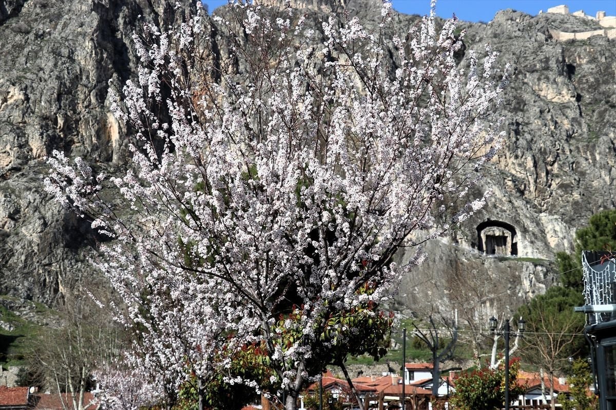 Amasya'da çiçek açan ağaçlar görsel şölen oluşturdu