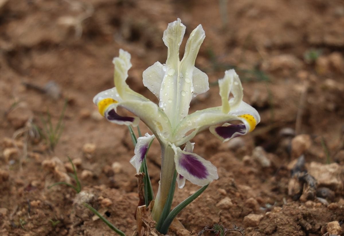 Batman'da nevruz çiçekleri açtı