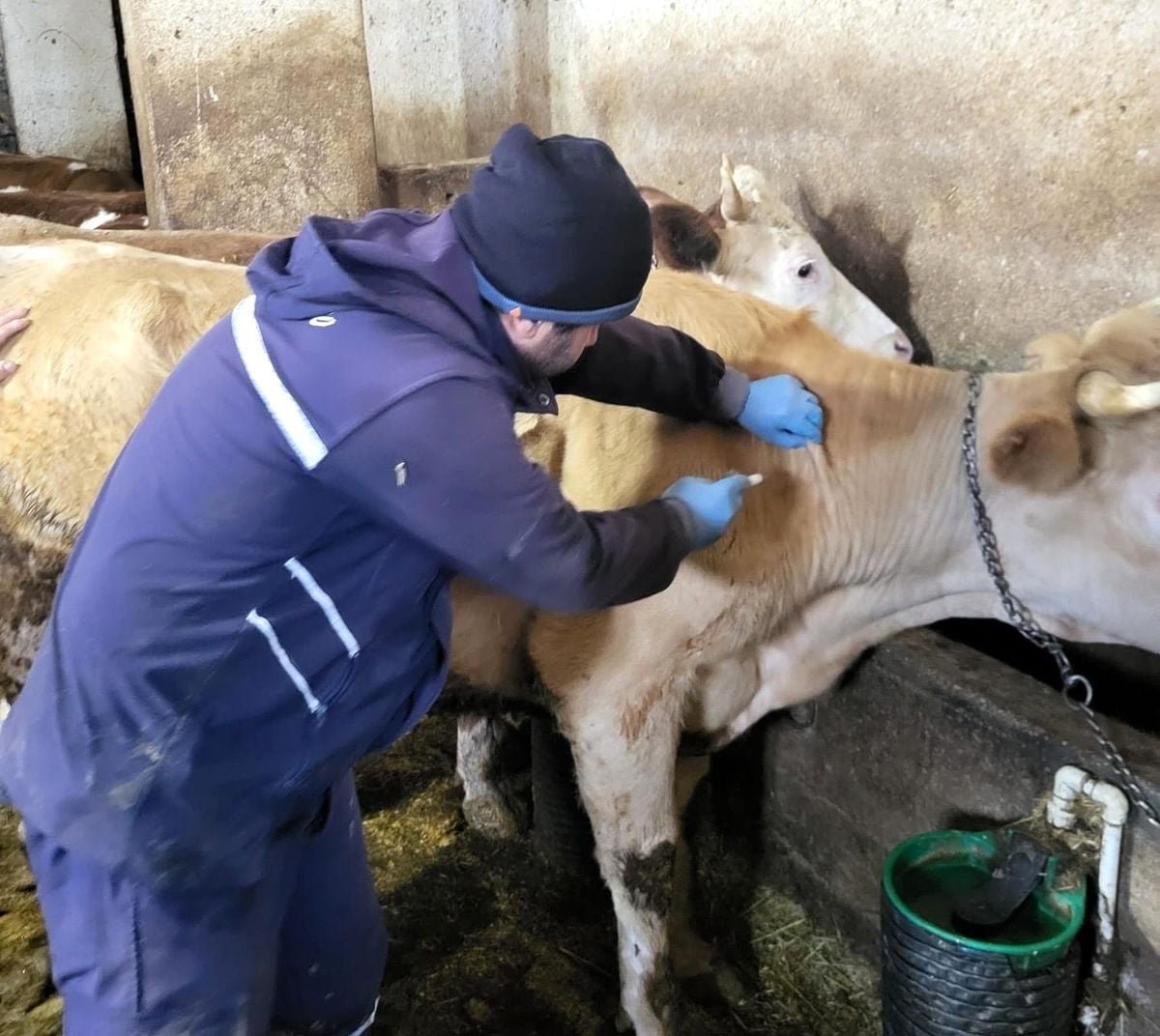 Demirözü'nde aşılama ve küpeleme çalışmaları devam ediyor