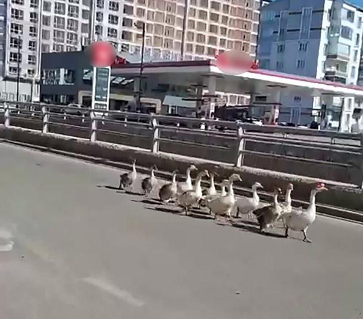 Sivas'ta kazların geçidi böyle görüntülendi