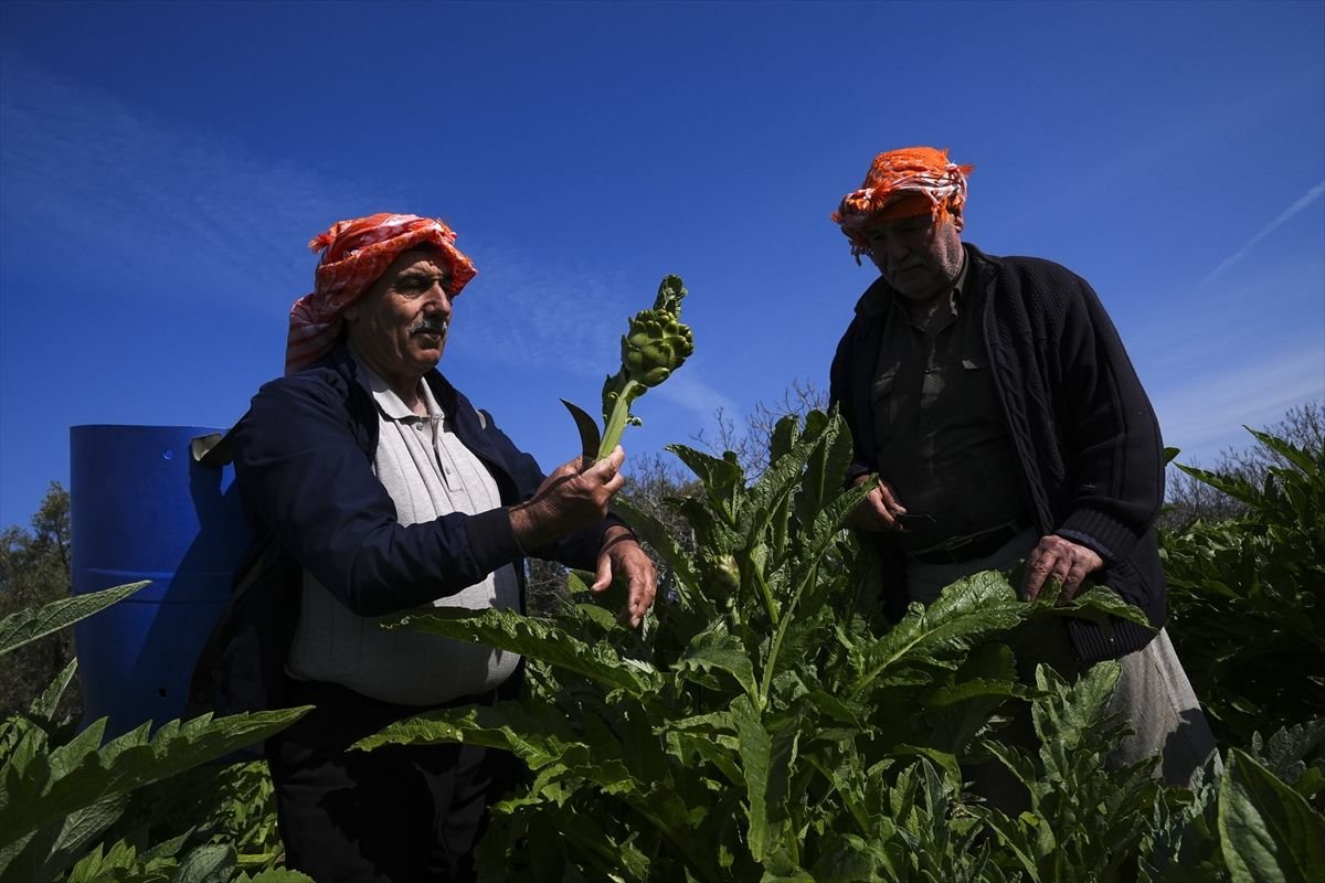 Enginar verimi ocak ve şubat yağışlarıyla arttı