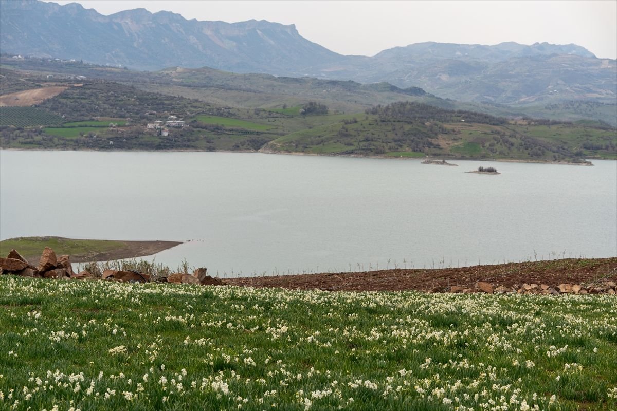 Adıyaman'da "baharın habercisi" nergisler çiçek açtı
