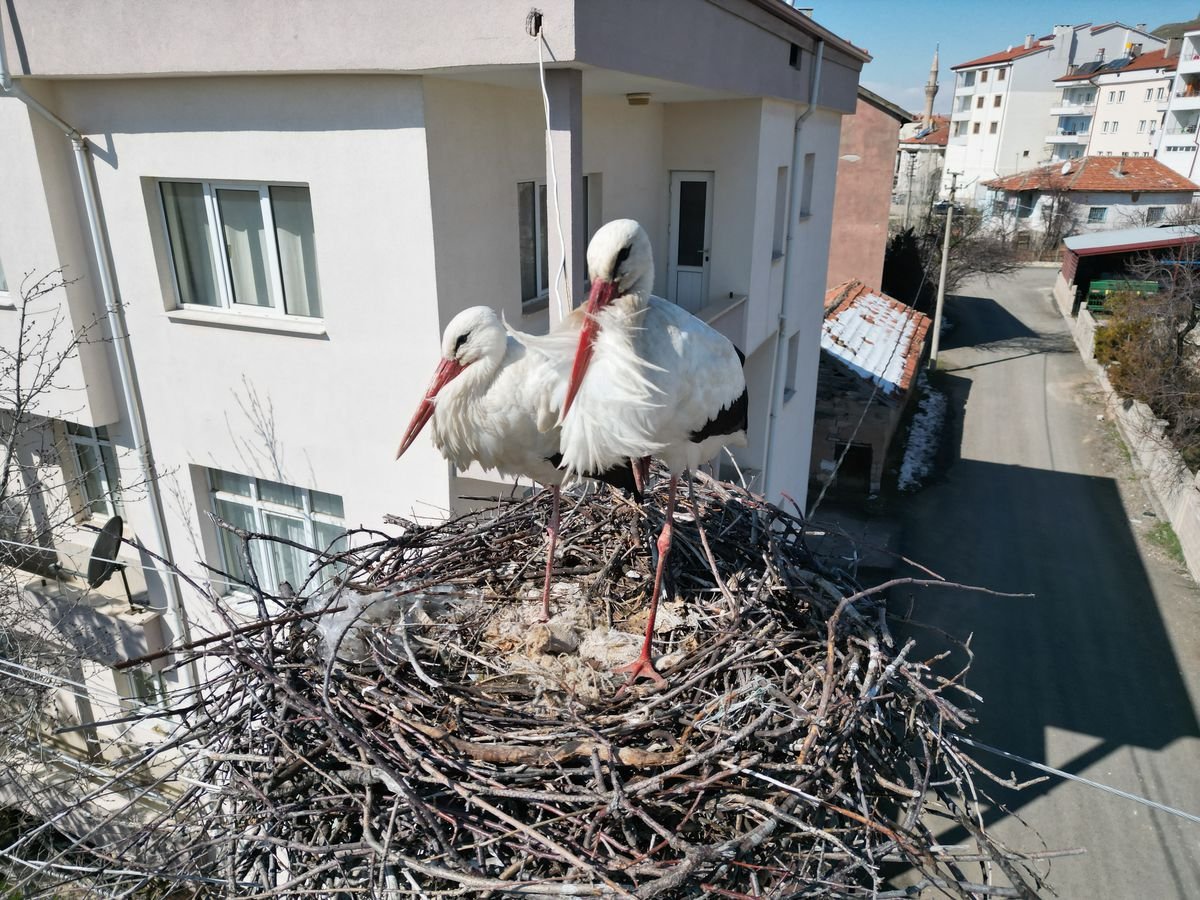 Leyleklerin Yuvası Yıkıldı, Mahalle Sakini Yeniden Yaptı
