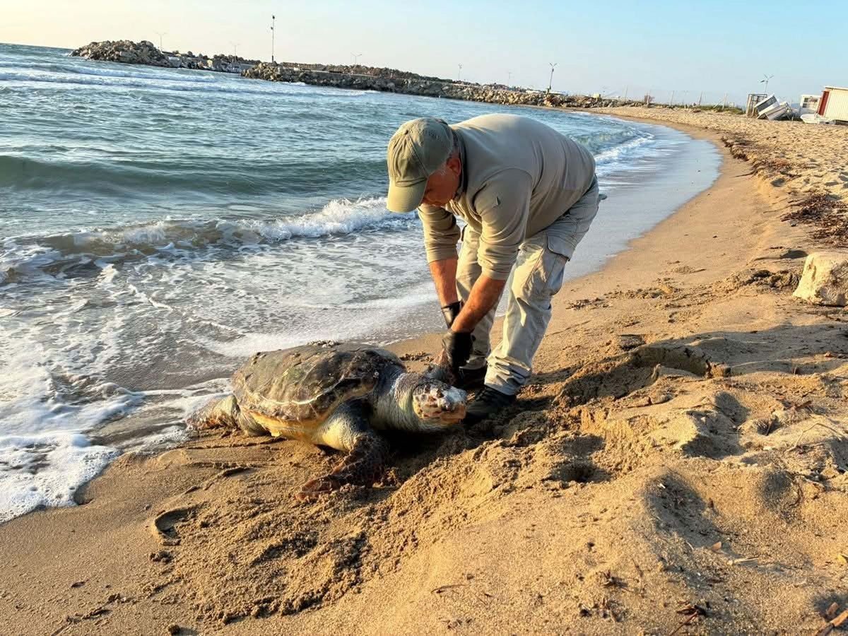 Kuşadası'nda aynı gün 3 deniz kaplumbağası ölü bulundu