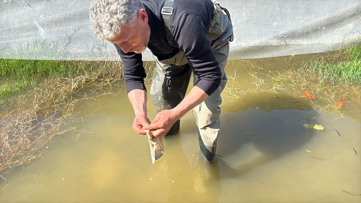 Tıbbi sülük avcılığı için soğuk suyun içinde saatler geçiriyor