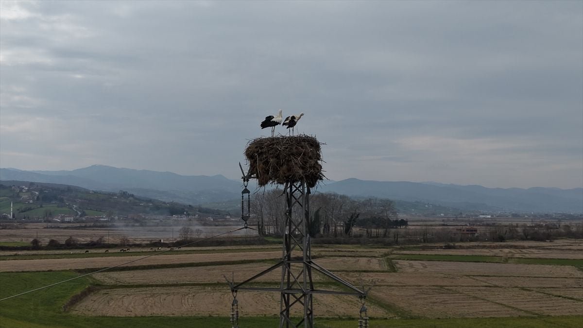 Samsun'da yüksek gerilim hattına yuva yapan leylekler görüntülendi