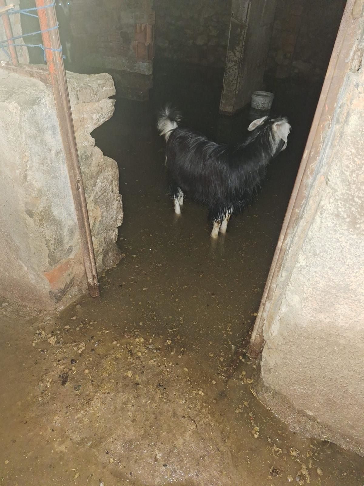 Bingöl'de Sağanak Yağış Sonucu Ahırlar ve İş Yerleri Su Bastı