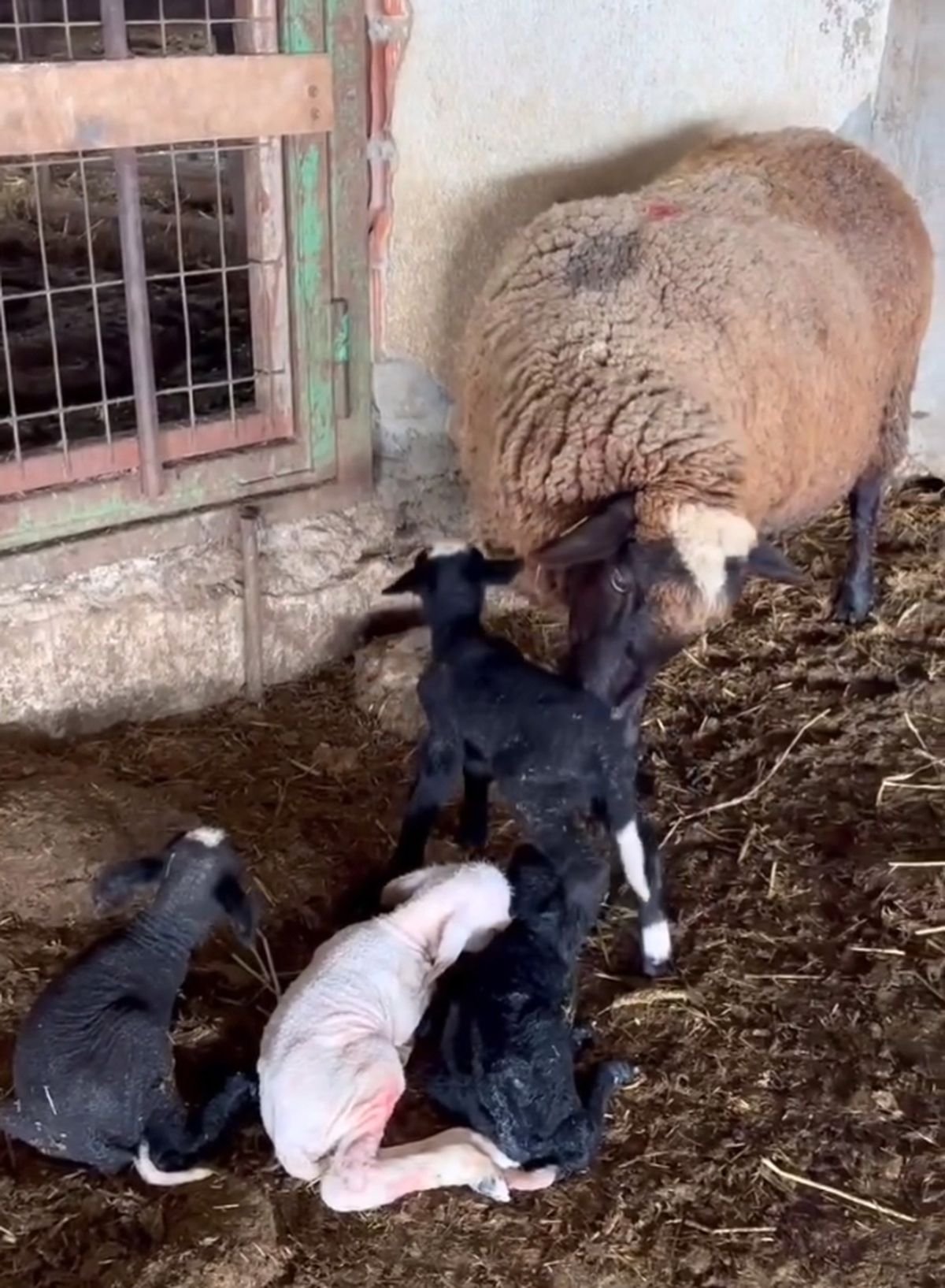 Edirne'de koyun dördüz yavruladı