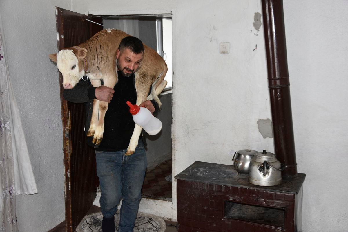 Hasta buzağıyı biberonla besliyorlar