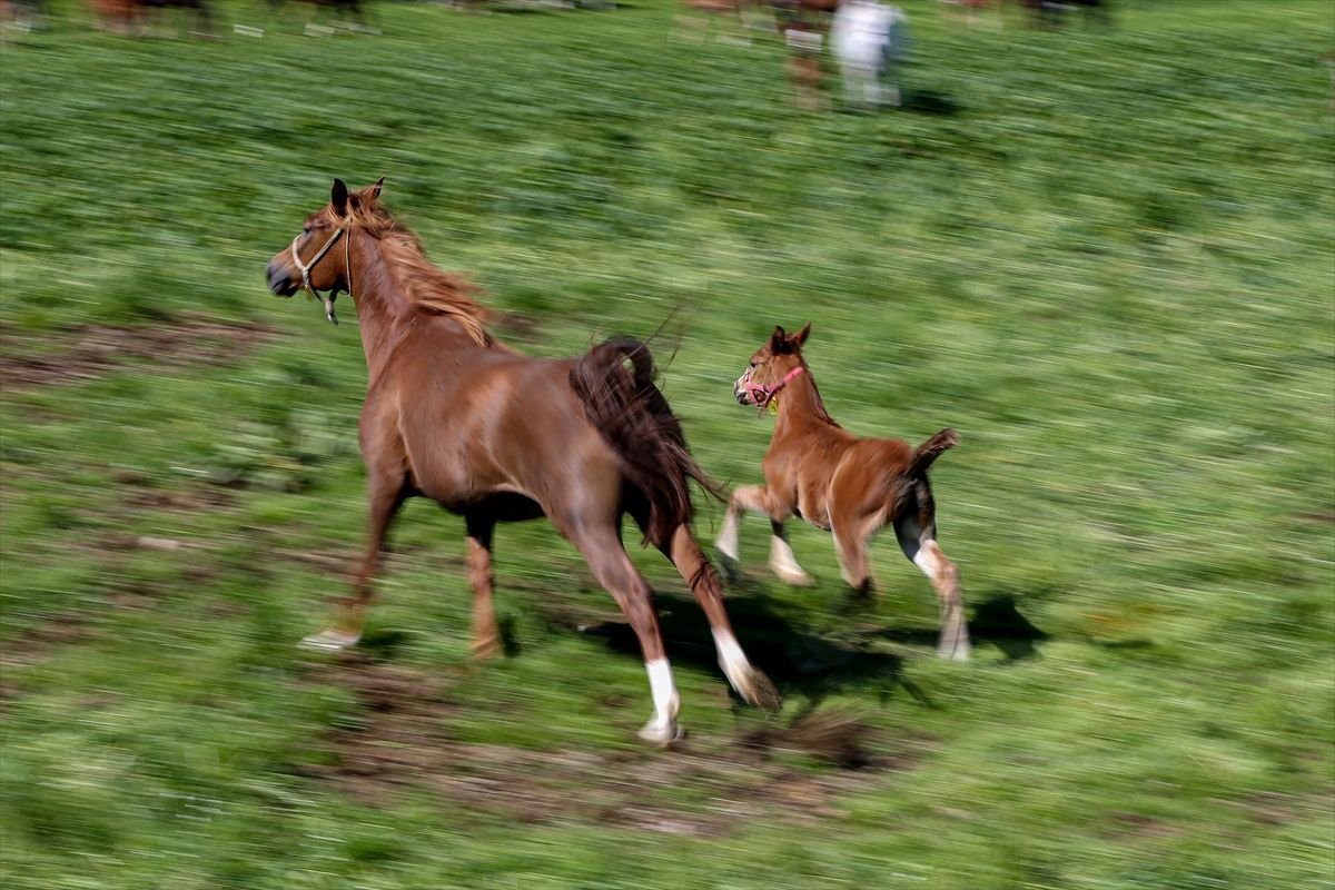 Bursa'daki TİGEM harasında şampiyon adayı taylar dünyaya gözlerini açıyor